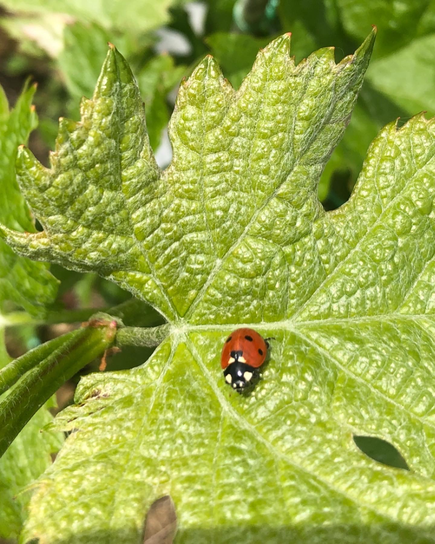 Coccinelle dans les vignes