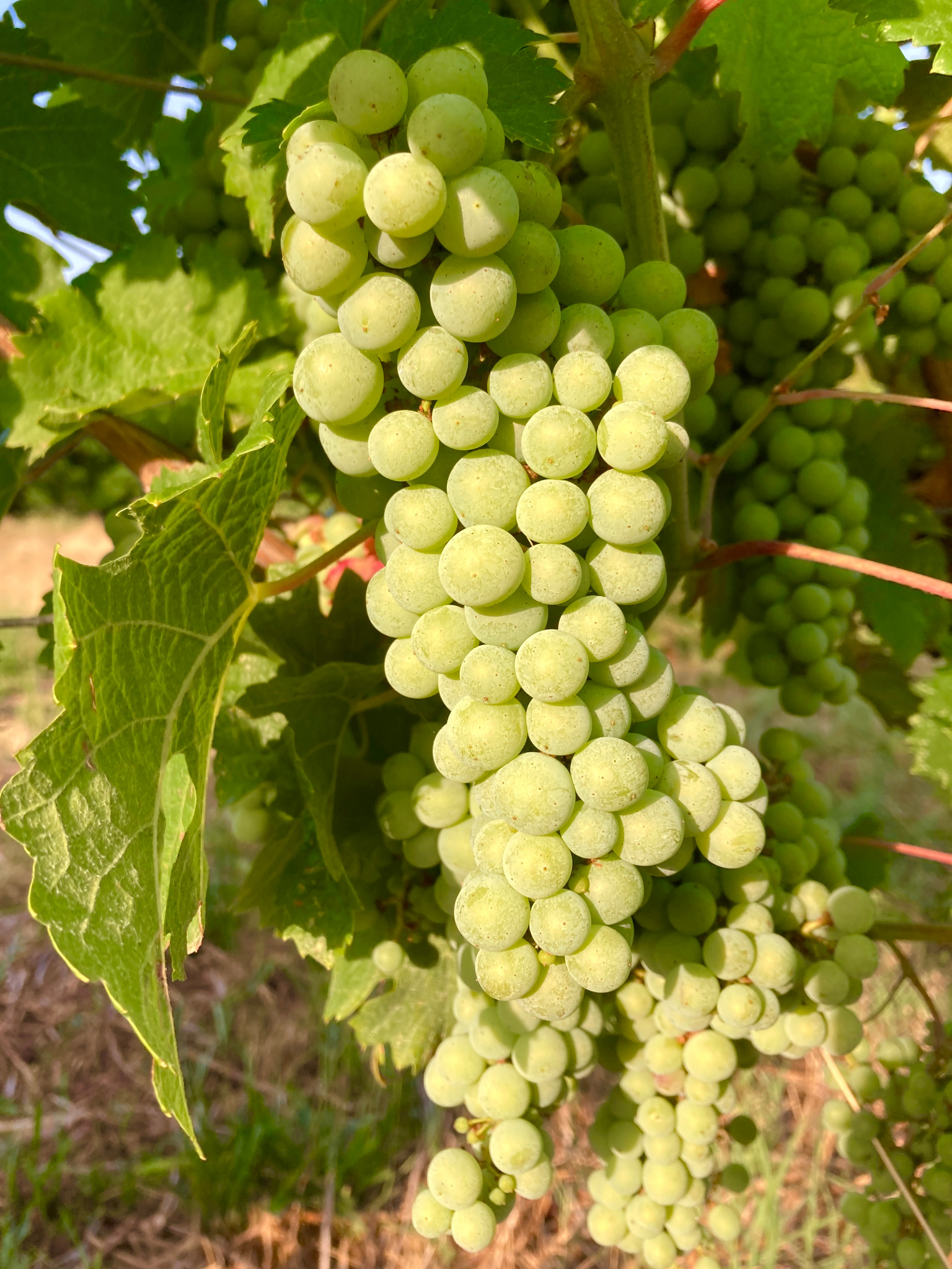 Développement des grappes