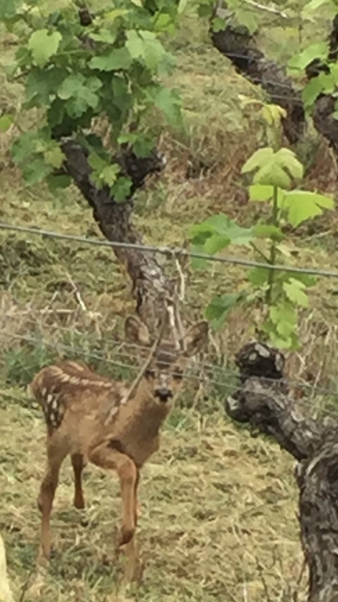 Faune dans le vignoble