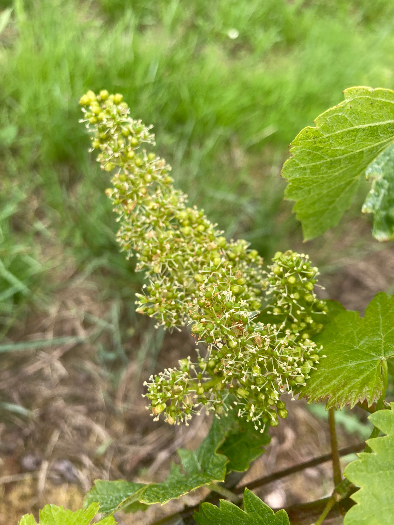 Floraison de la vigne