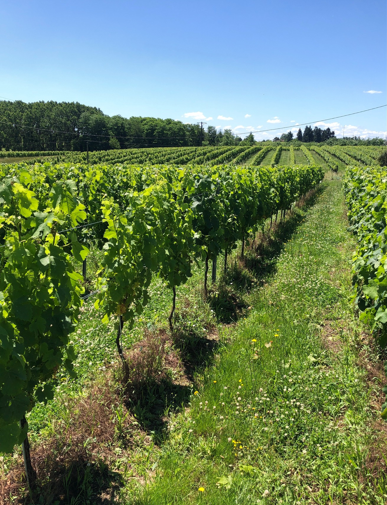 Vignoble du Château Contier à Saint-Martin-de-Sescas