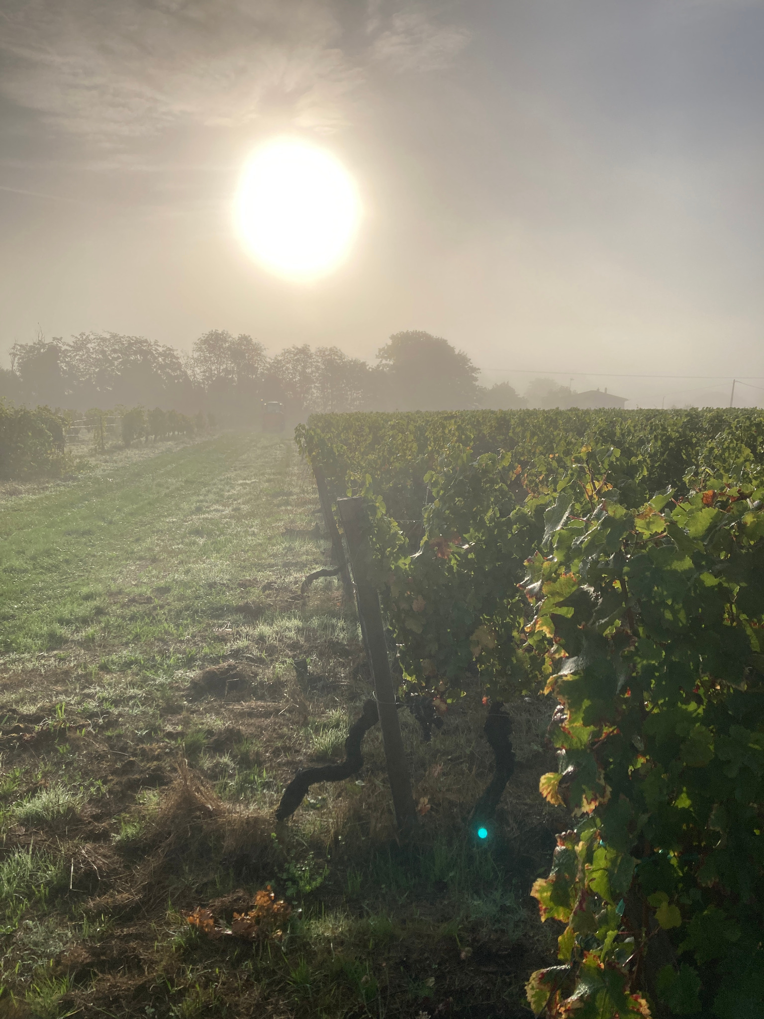Vignes du Château Contier au lever du soleil