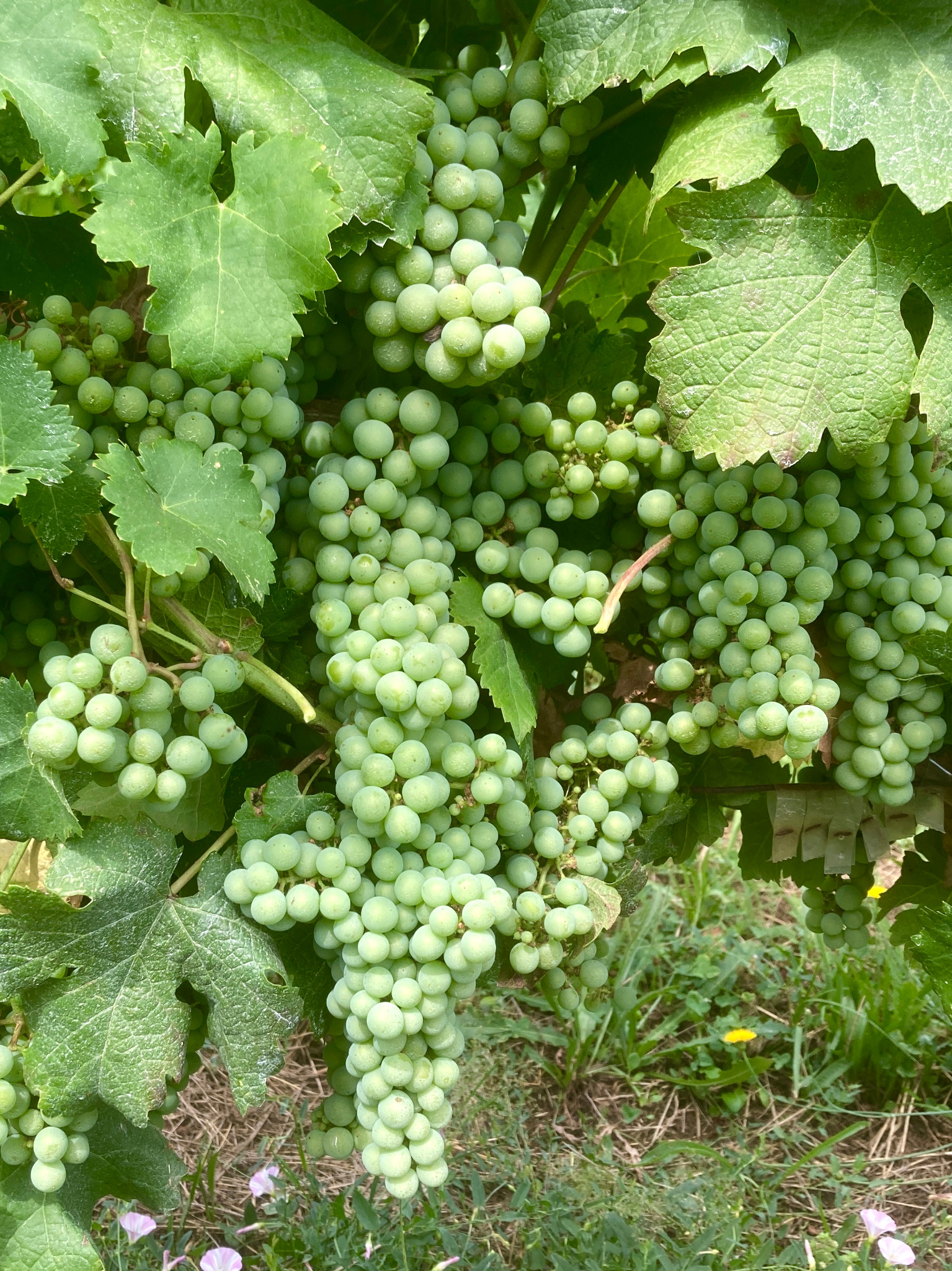 Raisins au Château Contier