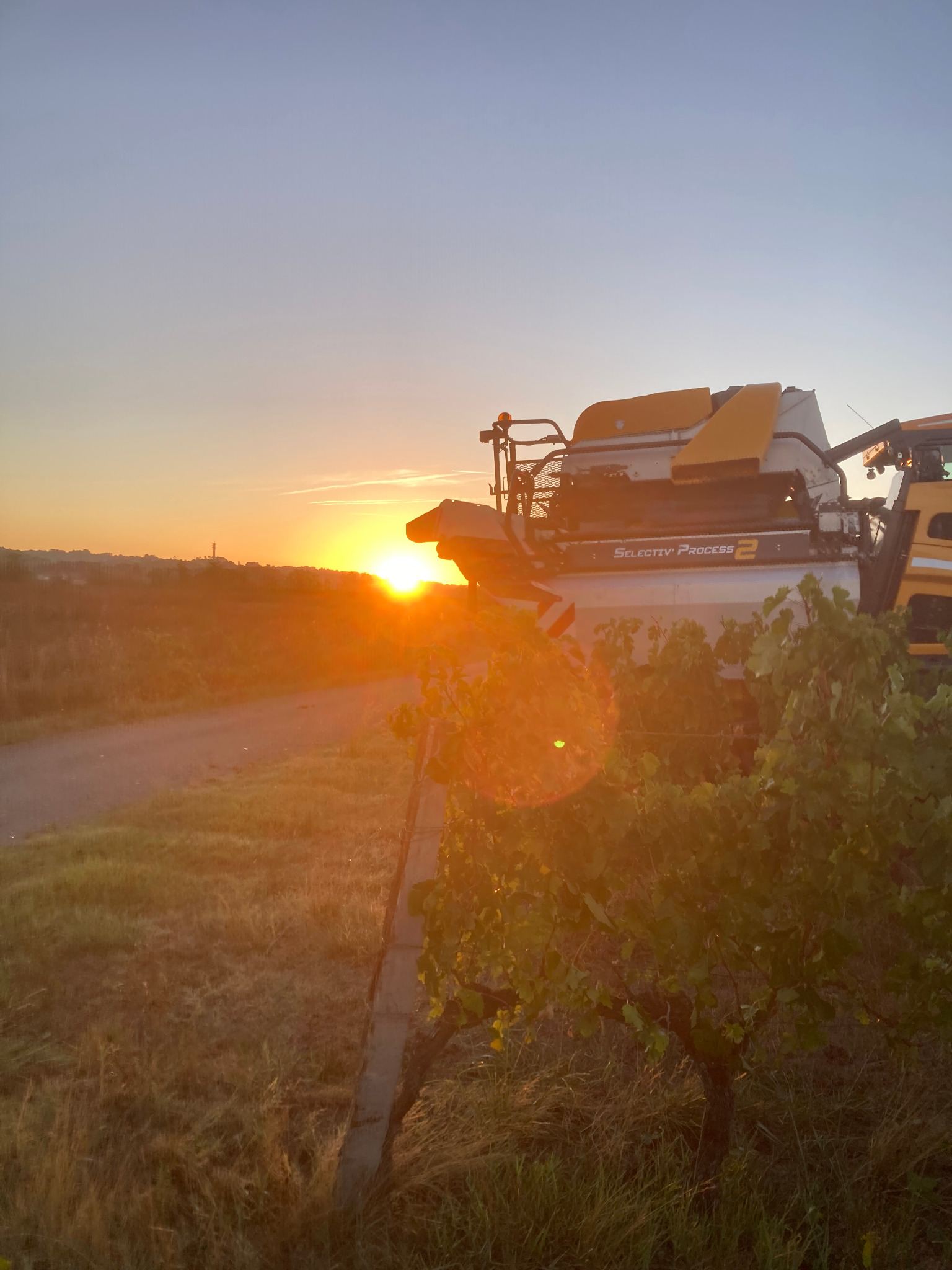 Vendanges au Château Contier au coucher du soleil